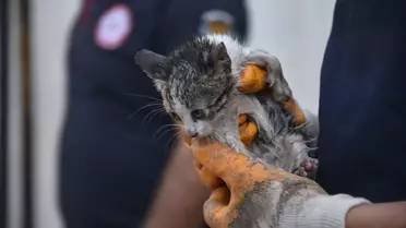 Kedi Yavrusunu İtfaiye Kurtardı