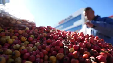 Şifa Bitkileri Erzincan'da Satışta