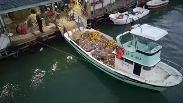 Türkeli'de Palamut Bolluğu