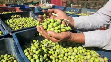 Hatay'da Sofralık Zeytin Hasadı Başladı