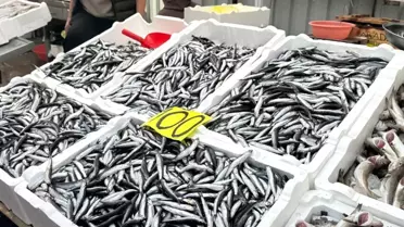 Zonguldak'ta Hamsi 100 Lira