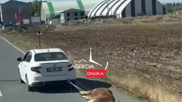 Ölü ineği aracına bağlayıp kilometrelerce sürükledi