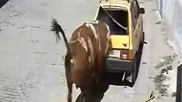 Kaçan Boğa Kasabayı Felç Etti