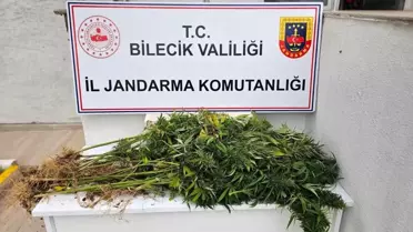 Bilecik'te Yasa Dışı Kenevir Ele Geçirildi