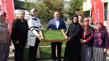 Bilecik'te Marul Fidesi Dağıtımı Gerçekleşti