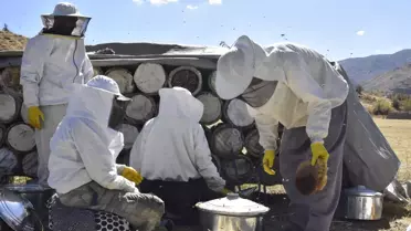 Bitlis'te Kara Kovan Balı Hasadı Başladı