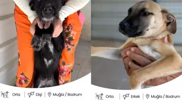 Bodrum'da Sokak Hayvanları için Dijital Yuvalandırma Platformu!