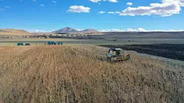 Kars'ta Yağlık Ayçiçeği Ekimi Yüzde 50 Arttı