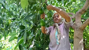 Mersin Büyükşehir Belediyesinden Tropikal Meyve Üreticilerine Destek