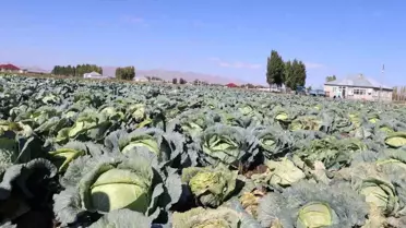 Yalçınkaya'da Lahana Hasadı Başladı