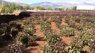 Reyhan Çiçeği Arıcılığı Canlandırdı