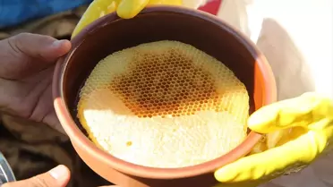 Pervari Yaylasında Kara Kovan Balı Hasadı