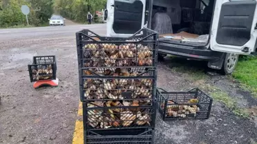 Sinop'ta Fesleğen Mantar Sezonu Açıldı