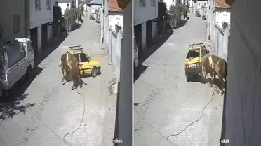 Ahırdan kaçan öfkeli boğa hıncını arabadan çıkardı