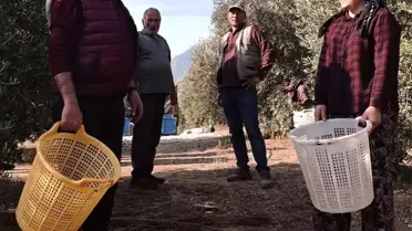 Manisa'da Zeytin Hasat Dönemi Başladı