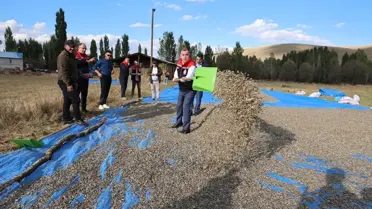Bayburt'ta Çerezlik Ayçiçeği Üretimi Artıyor