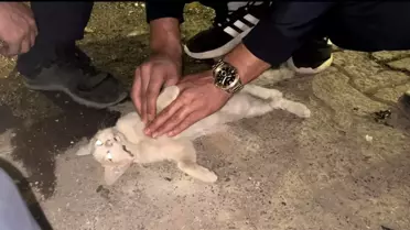 Bingöl'de İtfaiye Personeli Kediye Kalp Masajı Yaptı, Kurtarılamadı