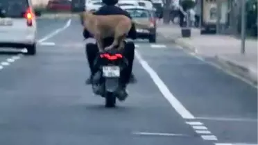 Köpek Motosiklete Bindi, Neşelendirdi