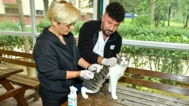 Esenyurt Belediyesi Sokak Kedilerine Parazit Uygulaması Yapıyor