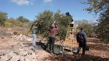 Burka'da Zeytin Hasadı Korku ve Endişeyle Geçiyor