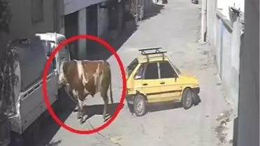 Boğa, Park Halindeki Araca Zarar Verdi