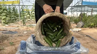 Kadın Girişimciden Sera Başarısı