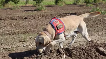 Kayıp Alzheimer Hastası İçin Arama Çalışmaları Sürüyor