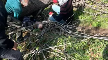 Ağaç Altında Kalan Adam Hayatını Kaybetti