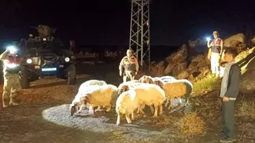 Kilis'te Kaybolan 11 Koyun Bulundu