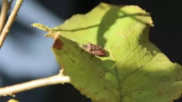 Tarım ve Orman Bakanlığı, kahverengi kokarcaya karşı harekete geçti