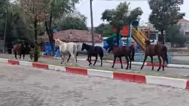 Hayrabolu'da Başıboş Atlar Trafiği Felç Etti