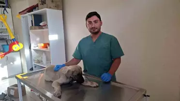 Kütahya'da Yaralı Sokak Köpeği Belediyenin Sahiplenmesiyle Tedavi Ediliyor