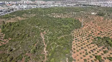 Antalya'da Zeytin Hasadı Başladı