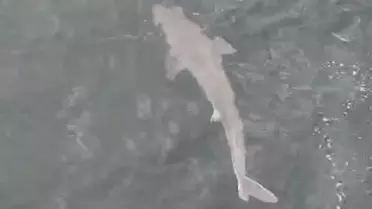 Amasra'da Balıkçıların Ağına Camgöz Köpek Balığı Takıldı