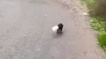 Yavru Köpeği Kurtaran Şoför