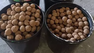 Beypazarı'nda 20 Bin Tohum Topu Üretildi