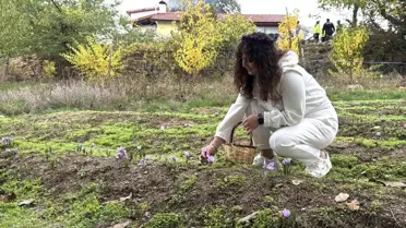 Safranın Kilogramı 600 Bin Lira