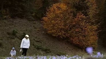 Sonbahar Renk Cümbüşü: Düzce, Sakarya, Bolu