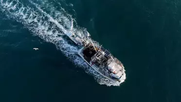 Egeliler Sardalya Bereketiyle Dönüyor