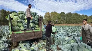 Erciş Lahanası Hasat Başladı