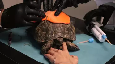 Ankara'da Kaplumbağaya 3D Protez Yapıldı