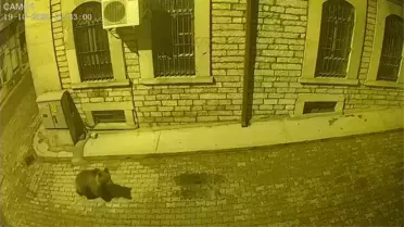 Aç kalan ayı sokaklara indi, köpekler kovaladı! İlginç anlar kameralarda