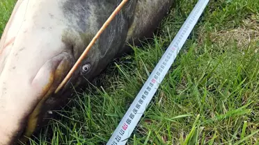 Çorlu'da Rekor Yayın Balığı Yakalandı