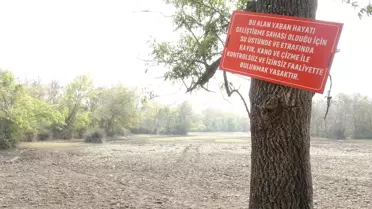 Karacabey Longozu Kuruyor