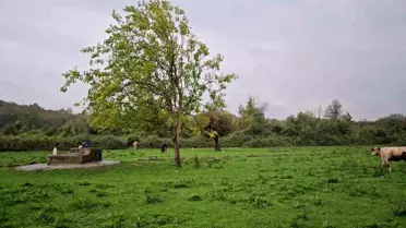 Hayvan otlatmaya geldiler, manzara karşısında şok oldular!