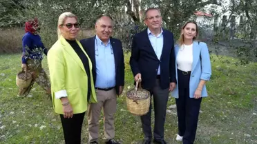 Ayvalık'ta Zeytin Hasadı ve İhracat Hedefleri