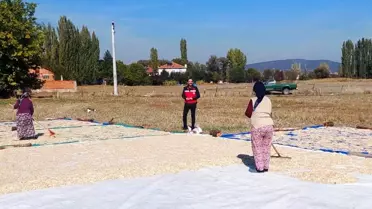 Çavdarhisar'da Çerezlik Kabak Hasadı Başladı