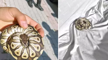 Ne silah ne de uyuşturucu! Asayiş kontrolünde cebinden çıkan şok etti