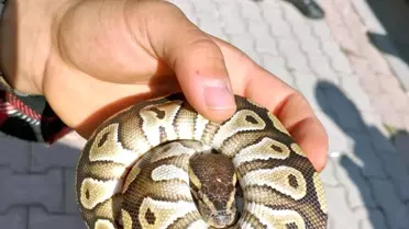 Konya'da Cebinden Yavru Piton Çıkan Kişiye Ceza