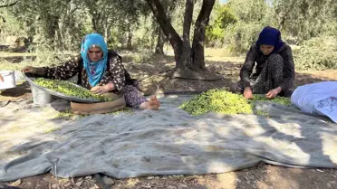 Derik Zeytini Kuraklığın Pençesinde